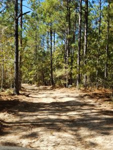 Part of the course takes runners on a winding hike through wooded trails